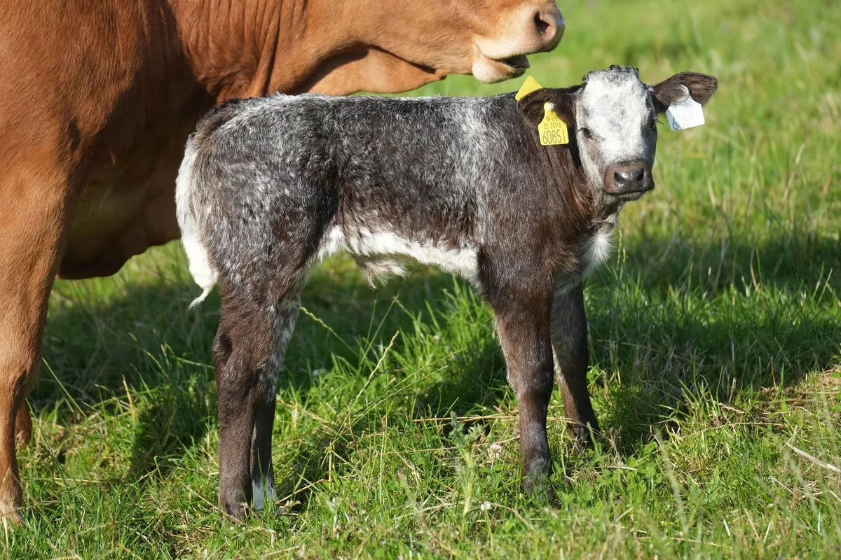 4 Exceptional Limousin Cows & Blue Calves - Image 3