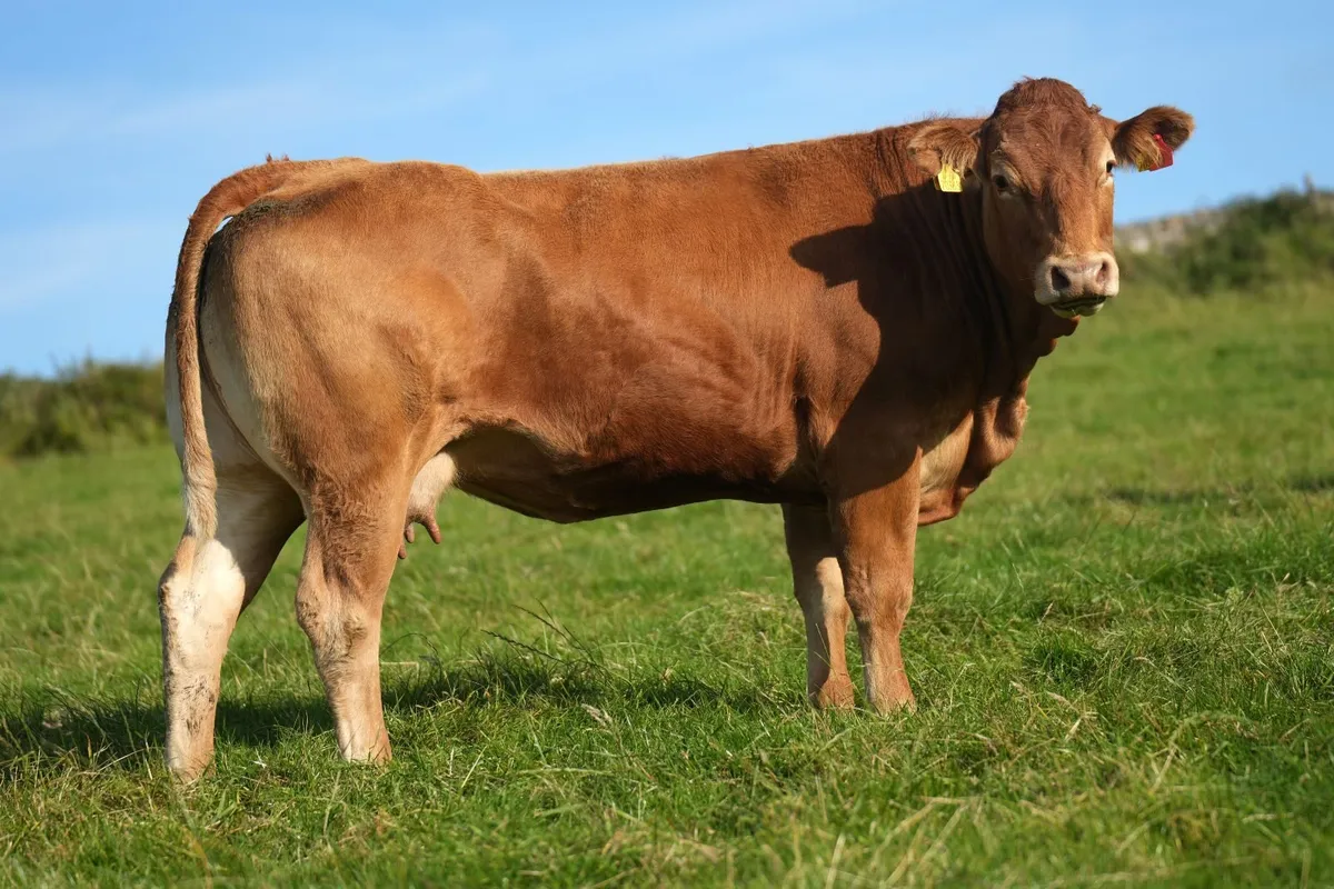 4 Exceptional Limousin Cows & Blue Calves - Image 2