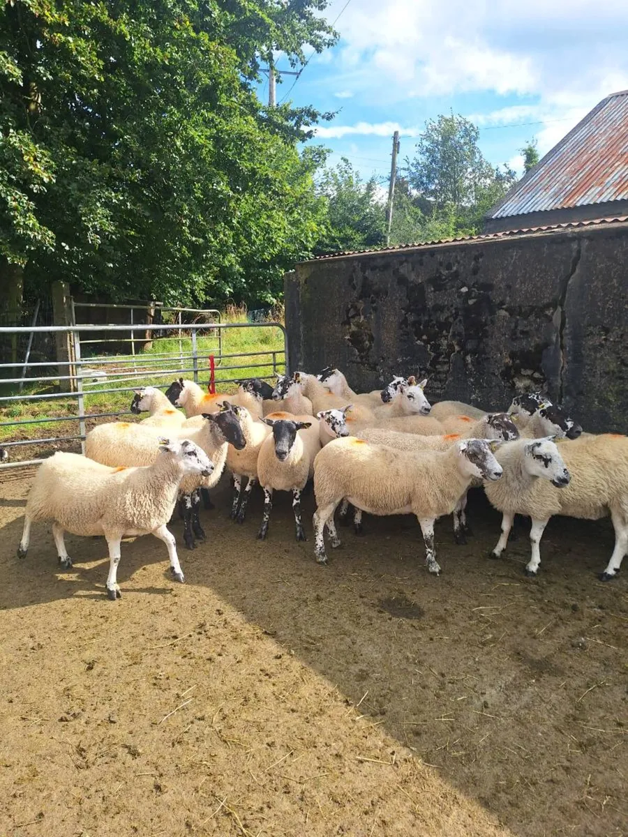 Mule hoggets - Image 1