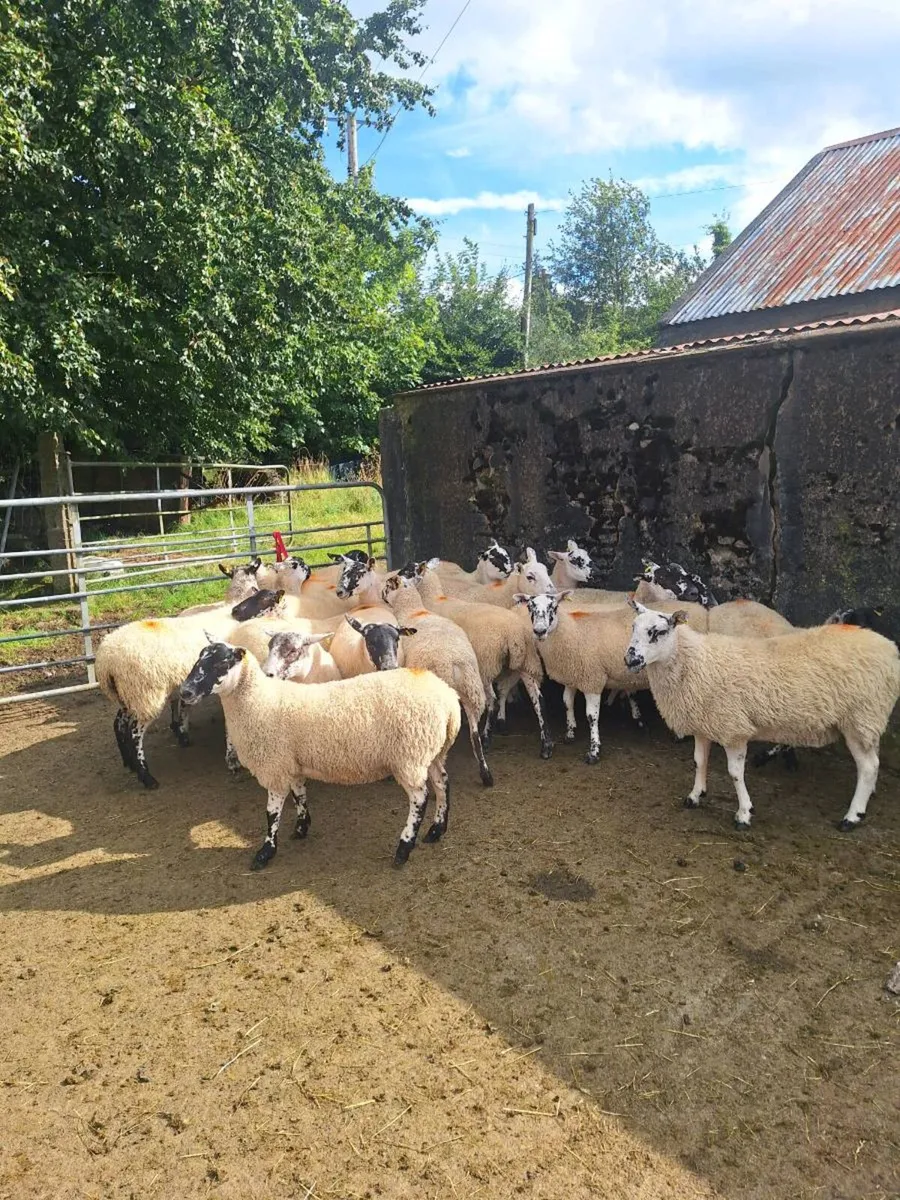 Mule hoggets - Image 2