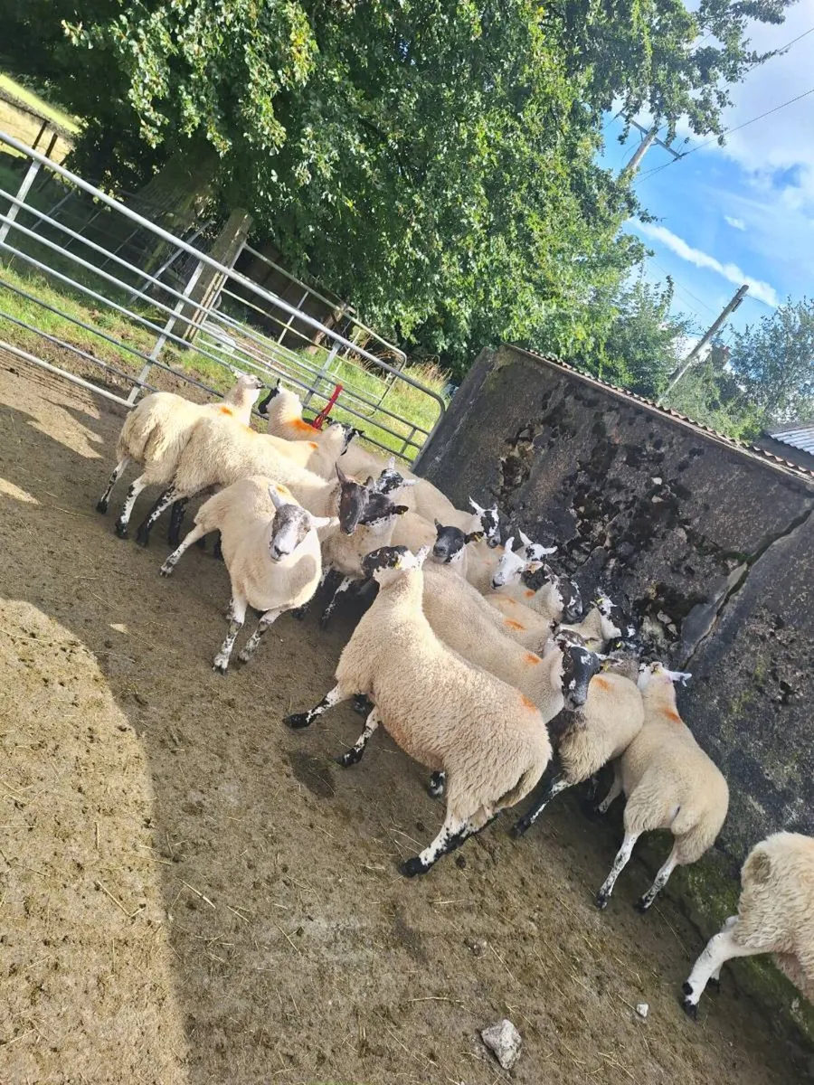 Mule hoggets - Image 3