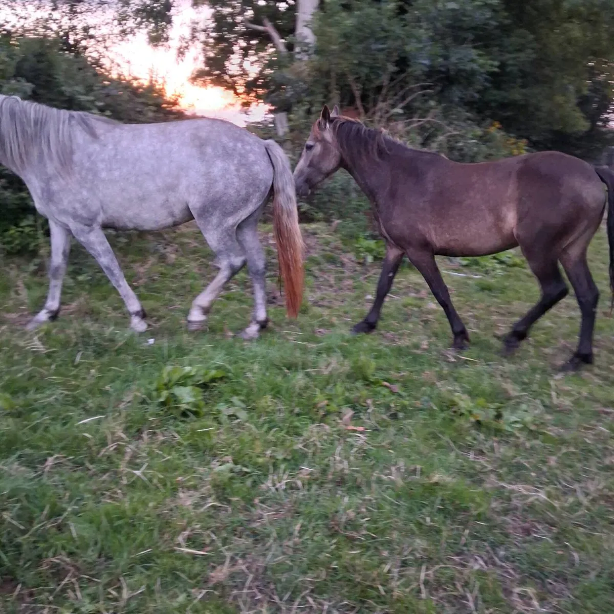 Connemara fillies for sale - Image 2