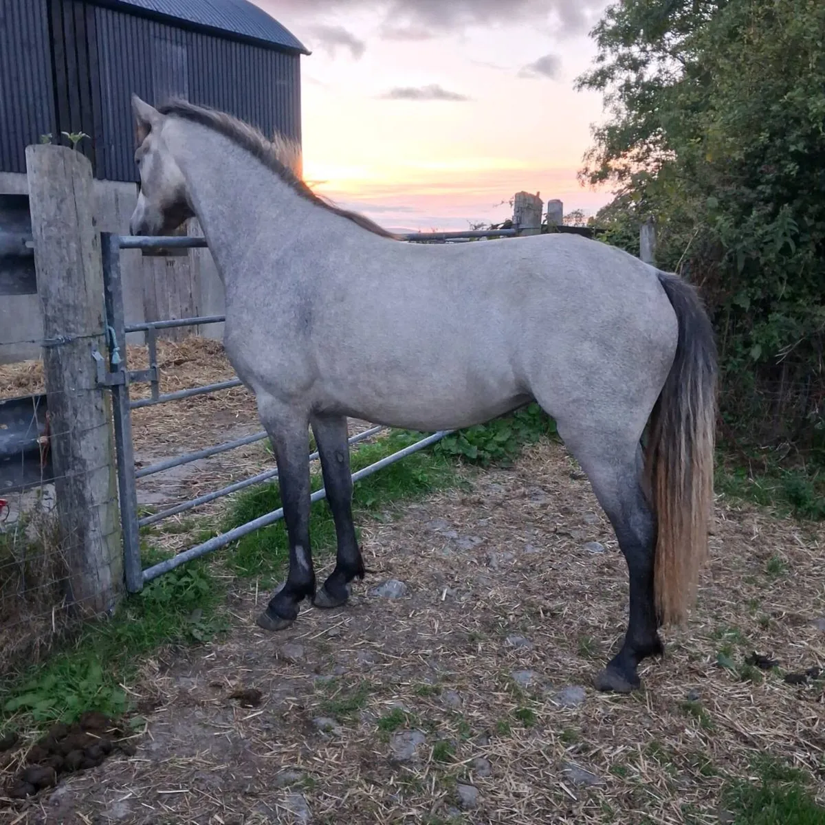 Connemara fillies for sale - Image 1