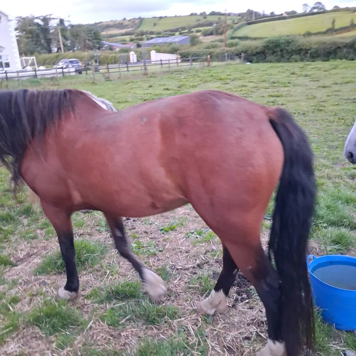 Connemara fillies for sale - Image 3