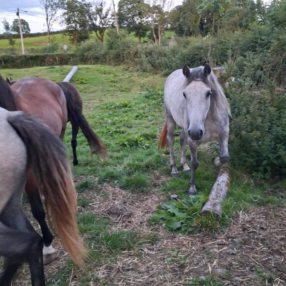 Connemara fillies for sale - Image 4