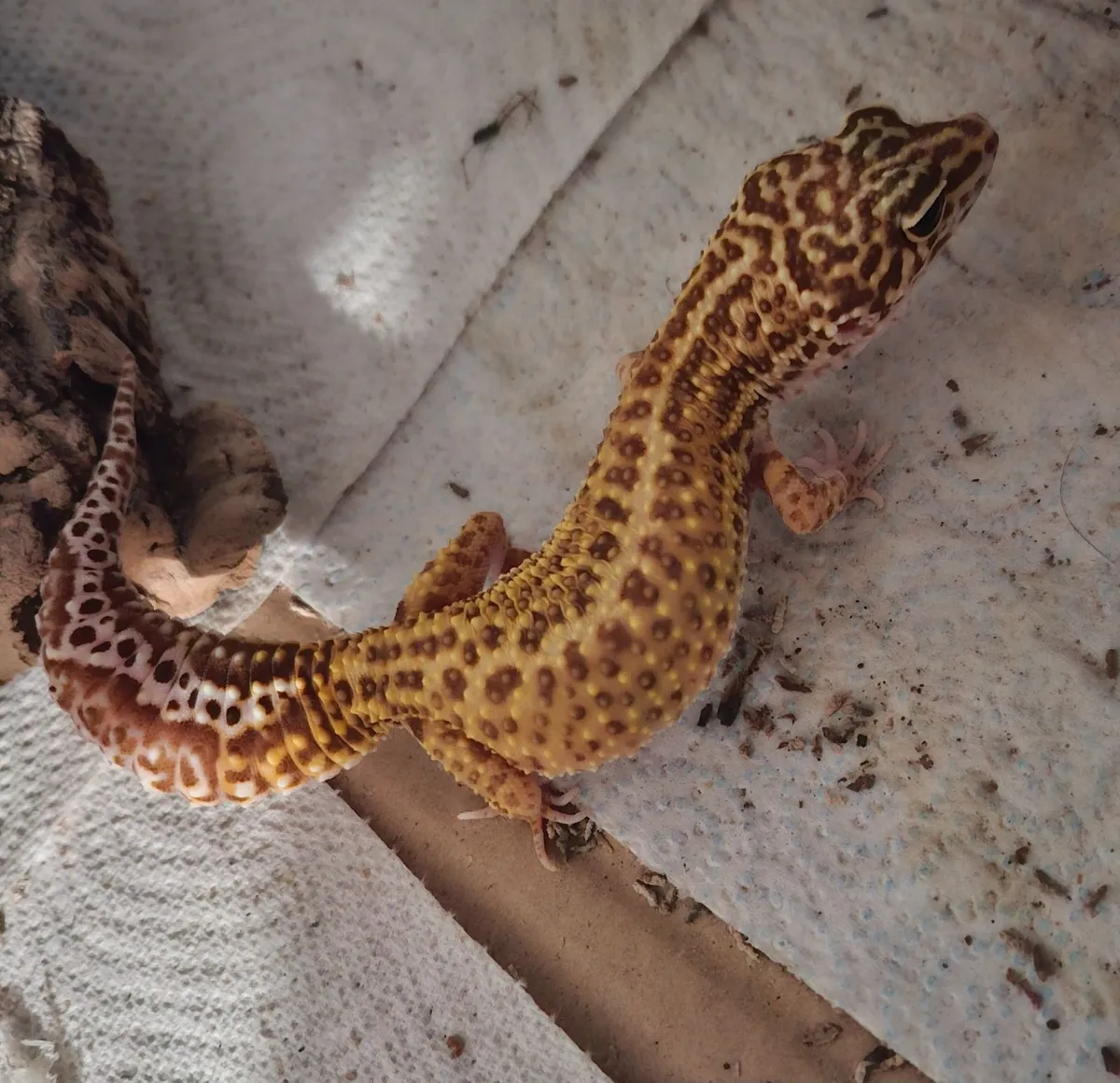 Yellow gecko - Image 1