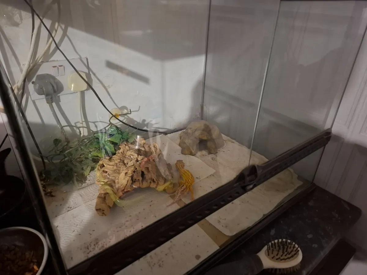Yellow gecko - Image 2