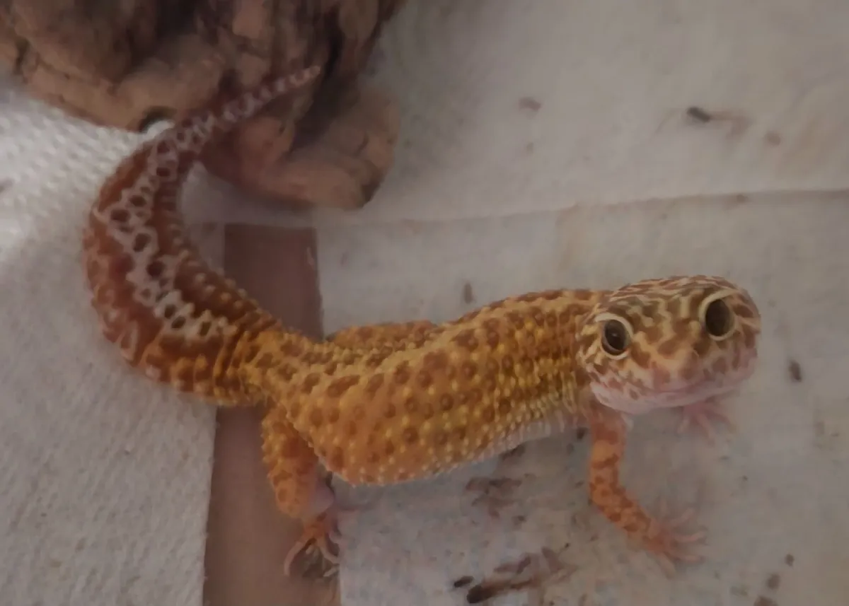 Yellow gecko - Image 3