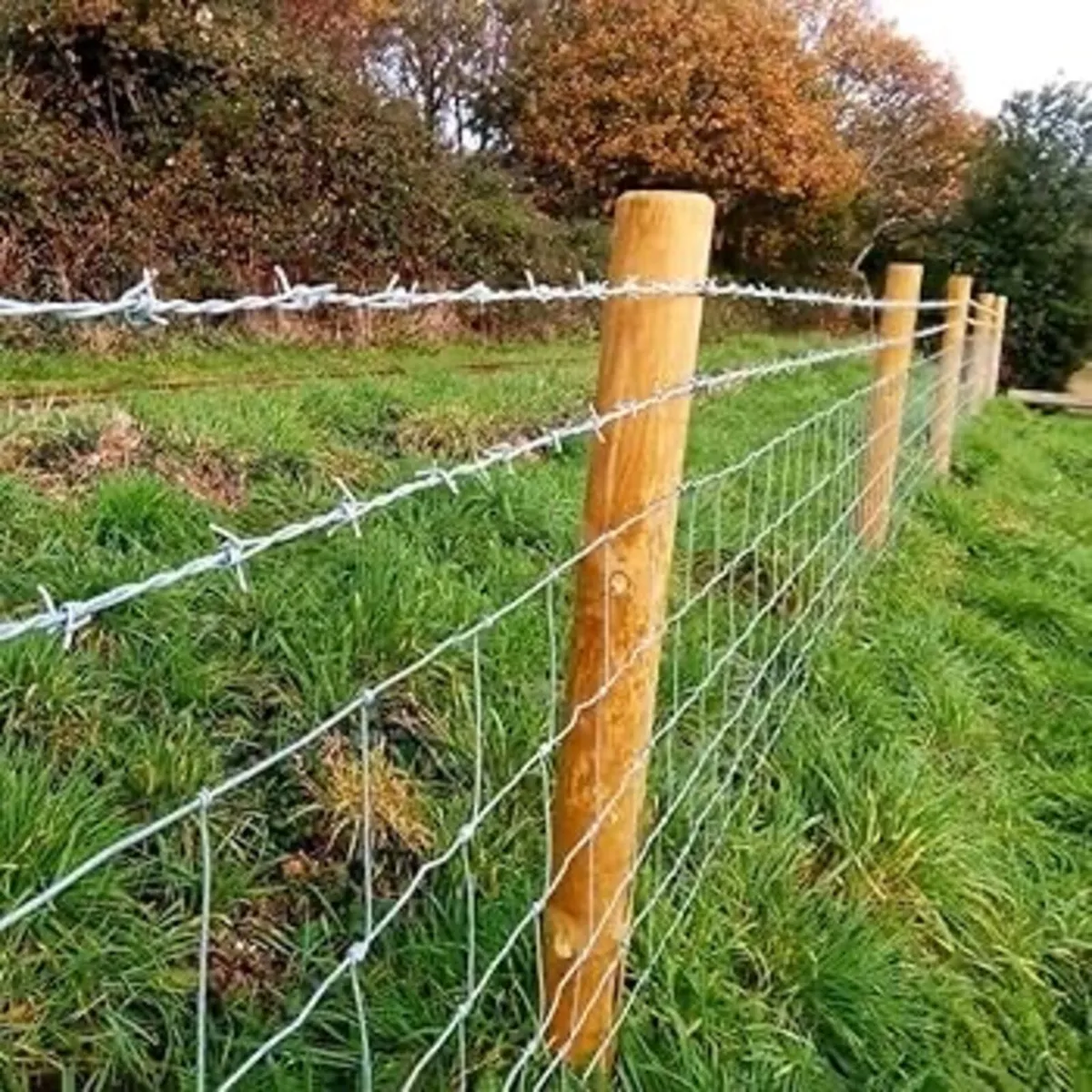 Fencing - Image 3