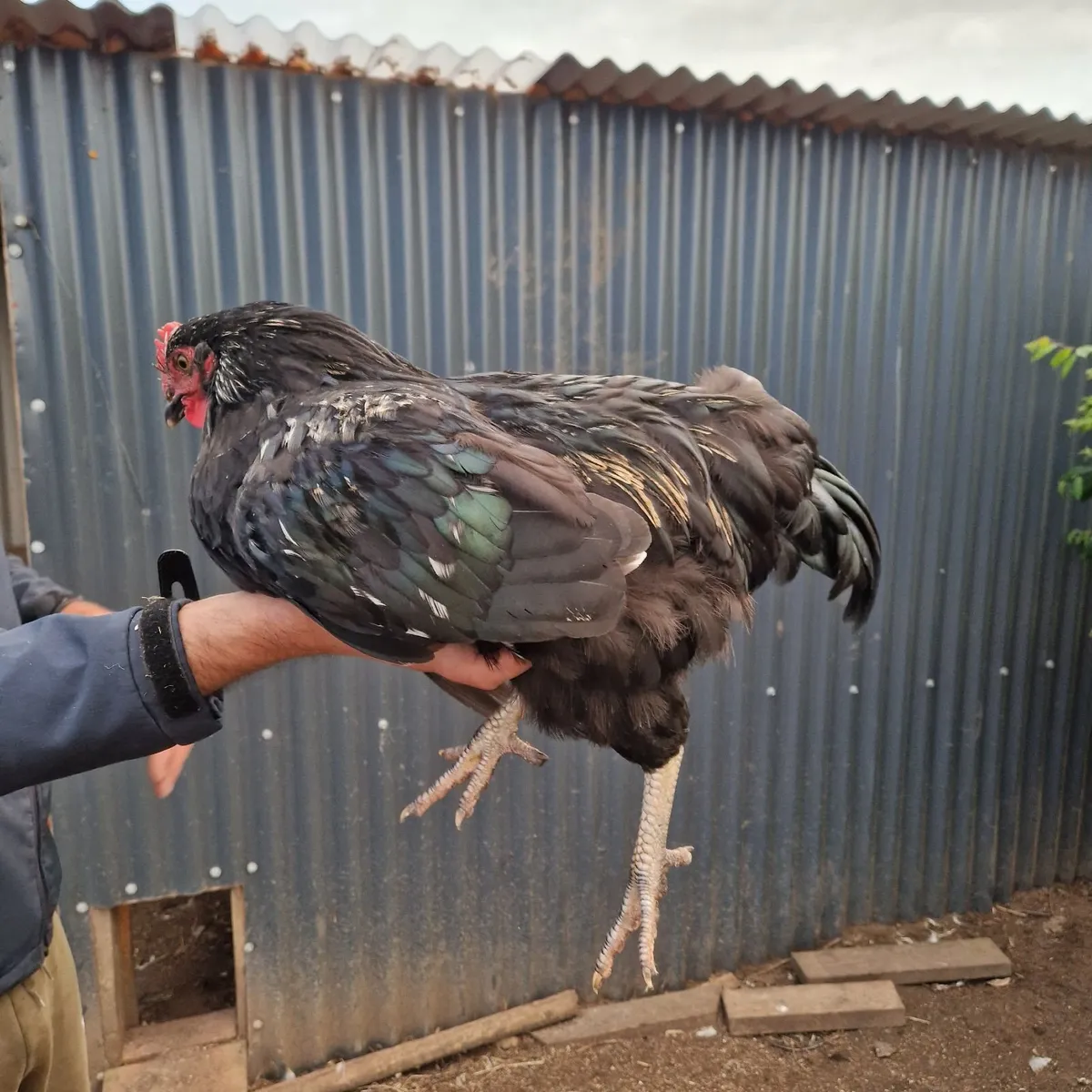 Male Goat for service and  roosters for sale - Image 4