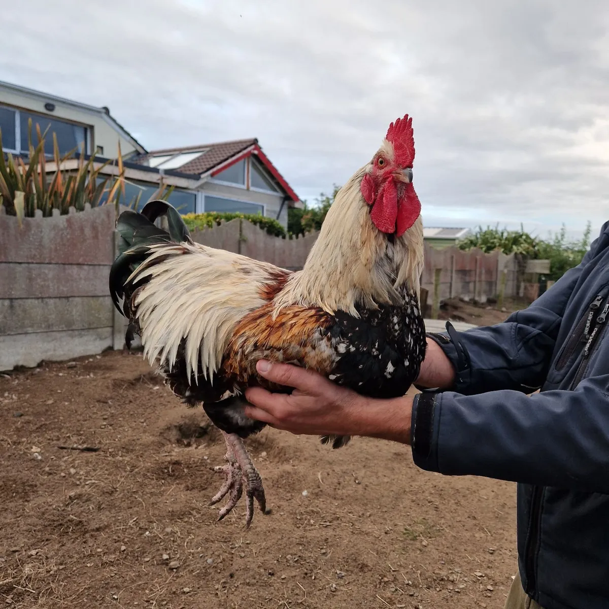 Roosters and goats - Image 1