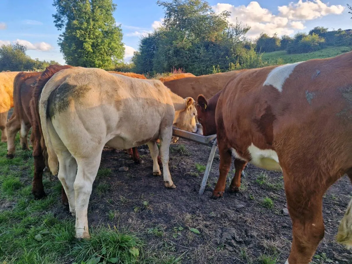 Breeding Heifers - Image 4