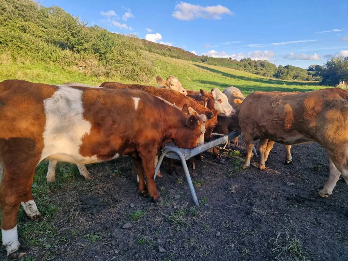 Breeding Heifers - Image 2