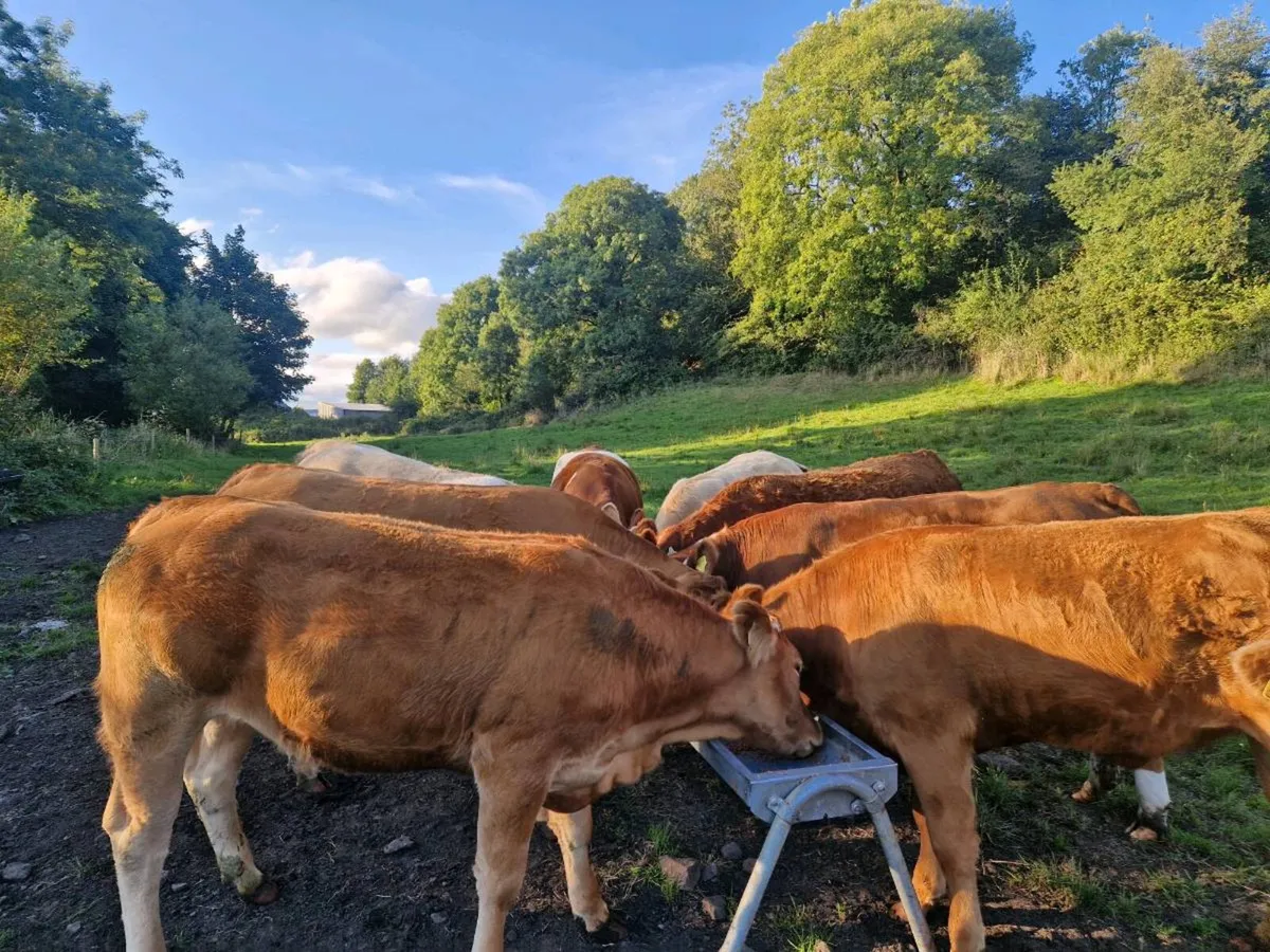 Breeding Heifers - Image 1