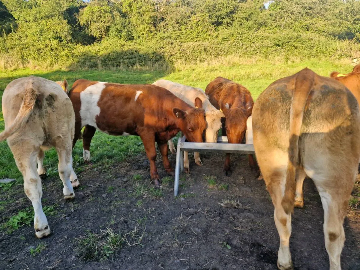 Breeding Heifers - Image 3