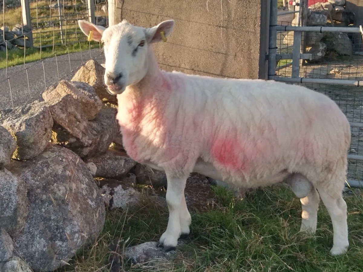 Cheviot Ram - Image 1