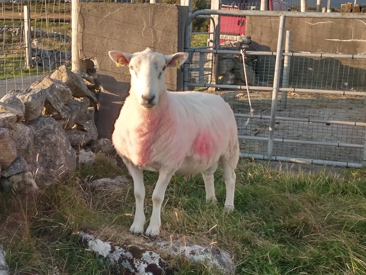 Cheviot Ram - Image 2