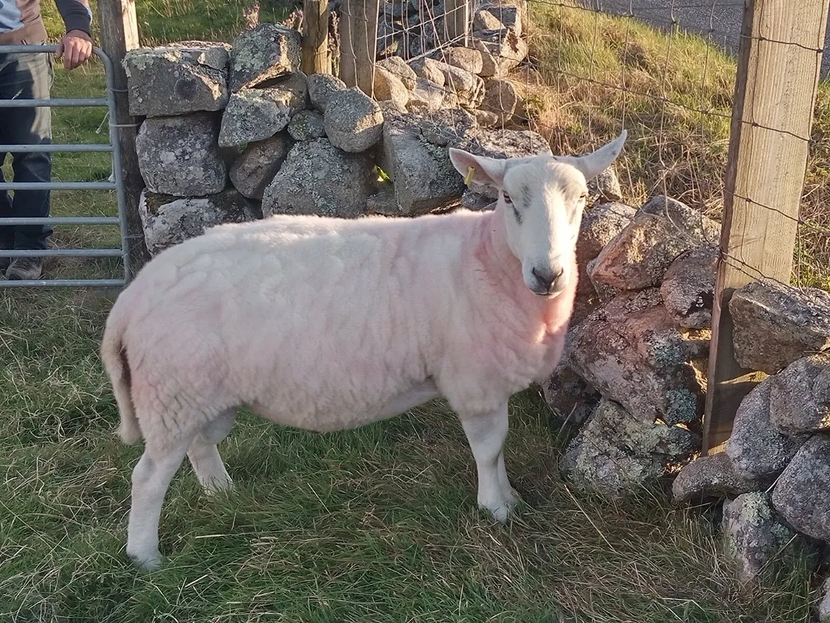 Cheviot Ram - Image 3