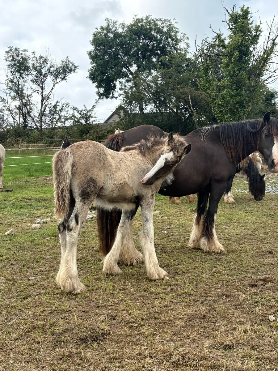 Huge Heavyweight Filly Foal To Mature To 16hh - Image 4