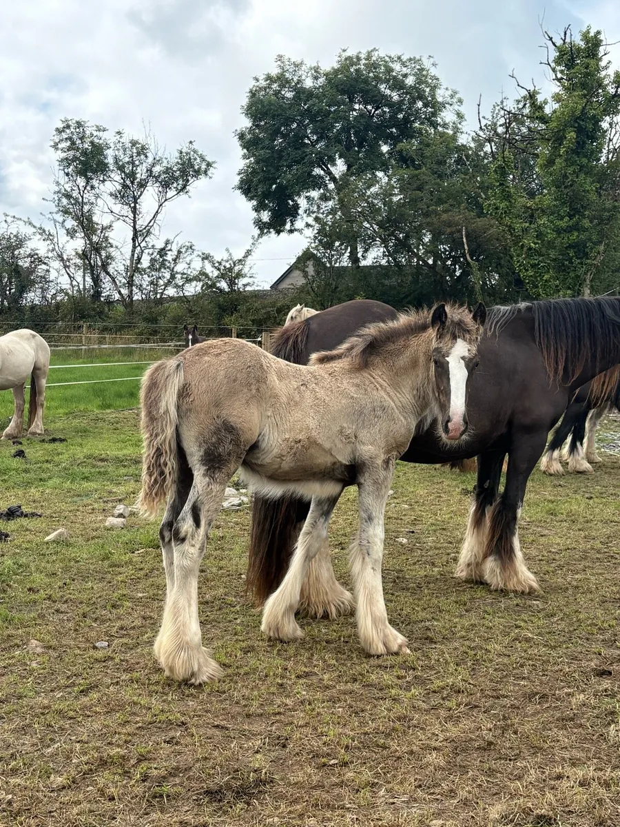 Huge Heavyweight Filly Foal To Mature To 16hh - Image 1