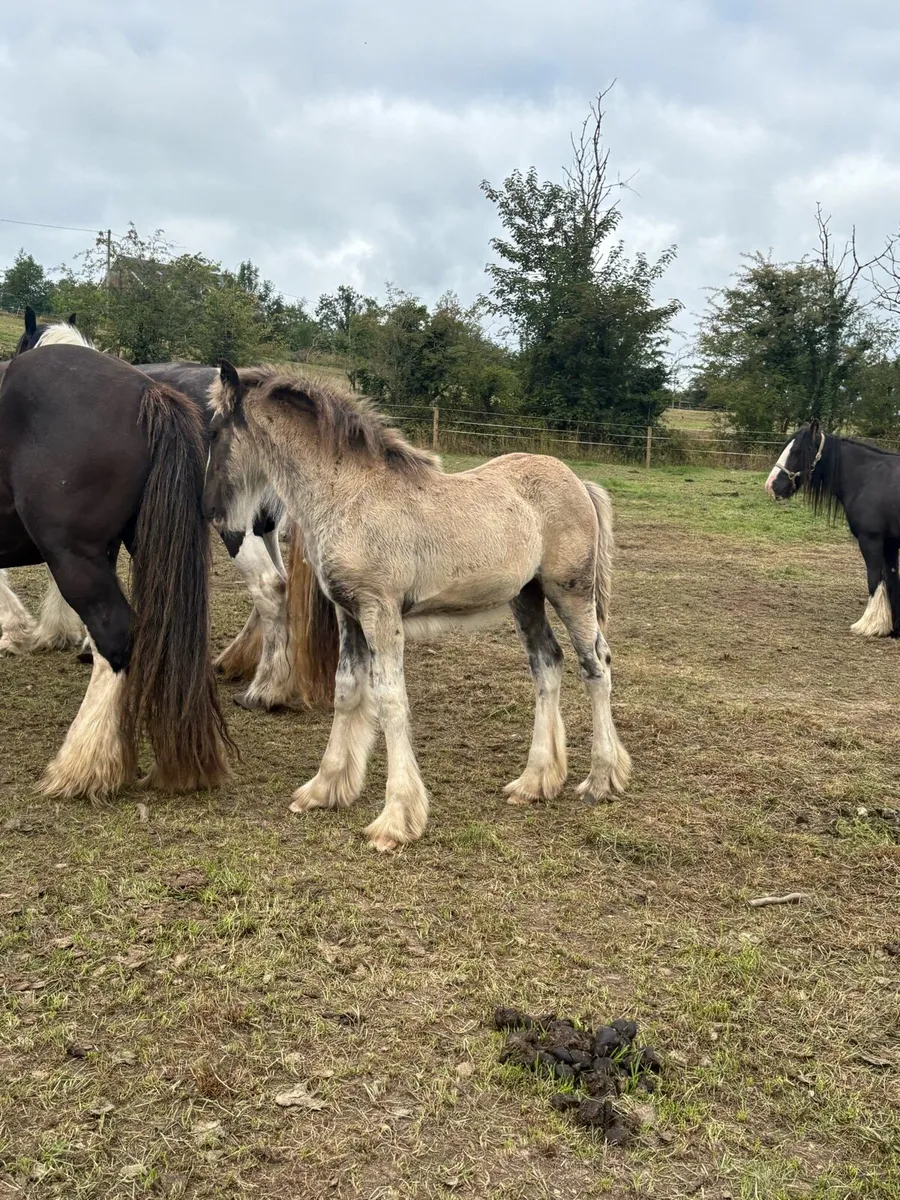 Huge Heavyweight Filly Foal To Mature To 16hh - Image 2