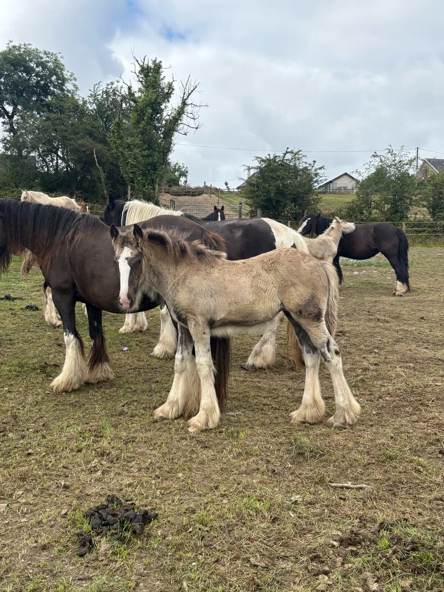 Huge Heavyweight Filly Foal To Mature To 16hh - Image 3