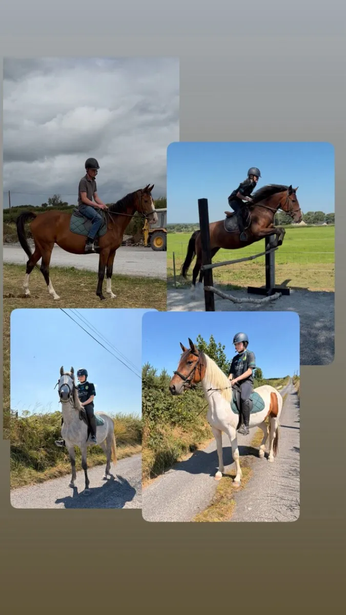 Selection of horses and pony’s - Image 1