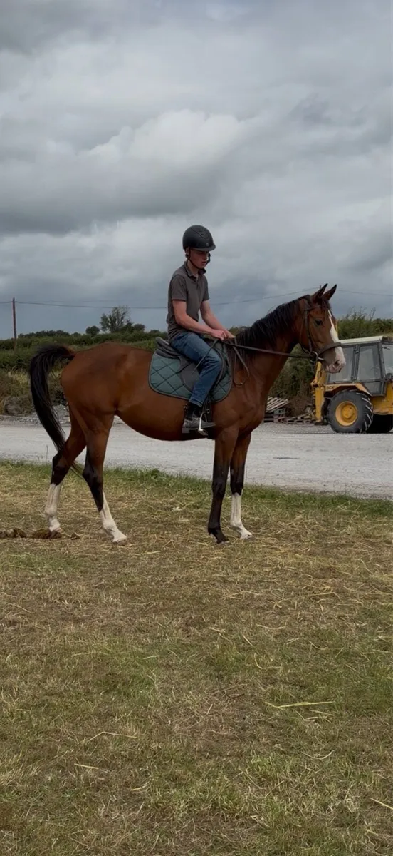 Selection of horses and pony’s - Image 2