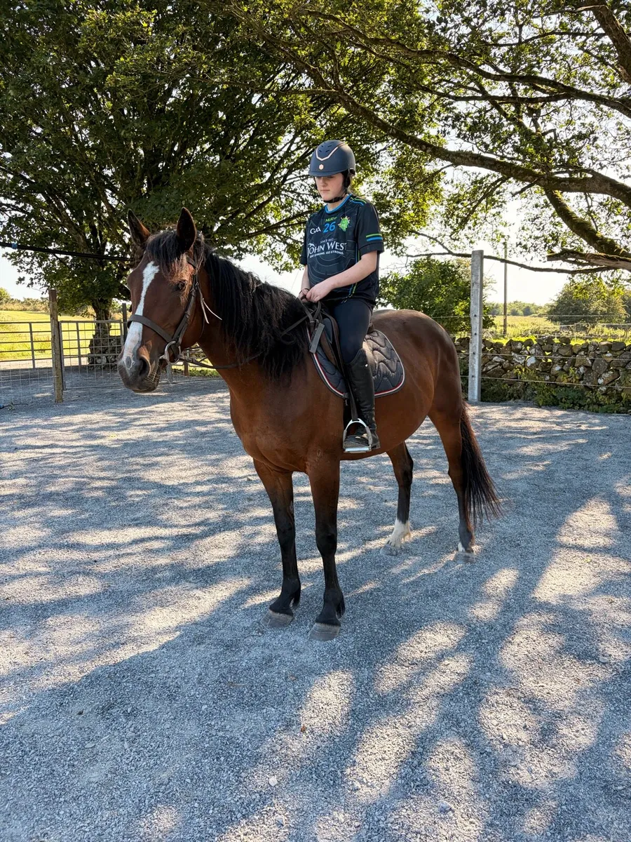 Selection of horses and pony’s - Image 3