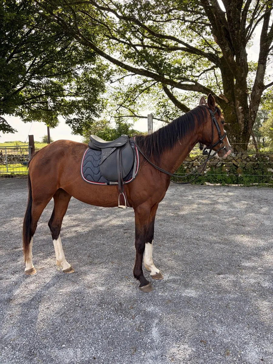 Selection of horses and pony’s - Image 4