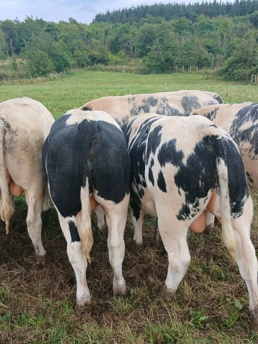 Super U  Grade Belgian Blue Bull - Image 1