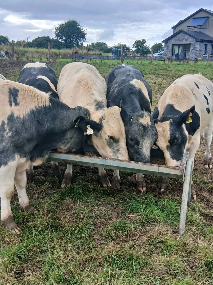 Super U  Grade Belgian Blue Bull - Image 2