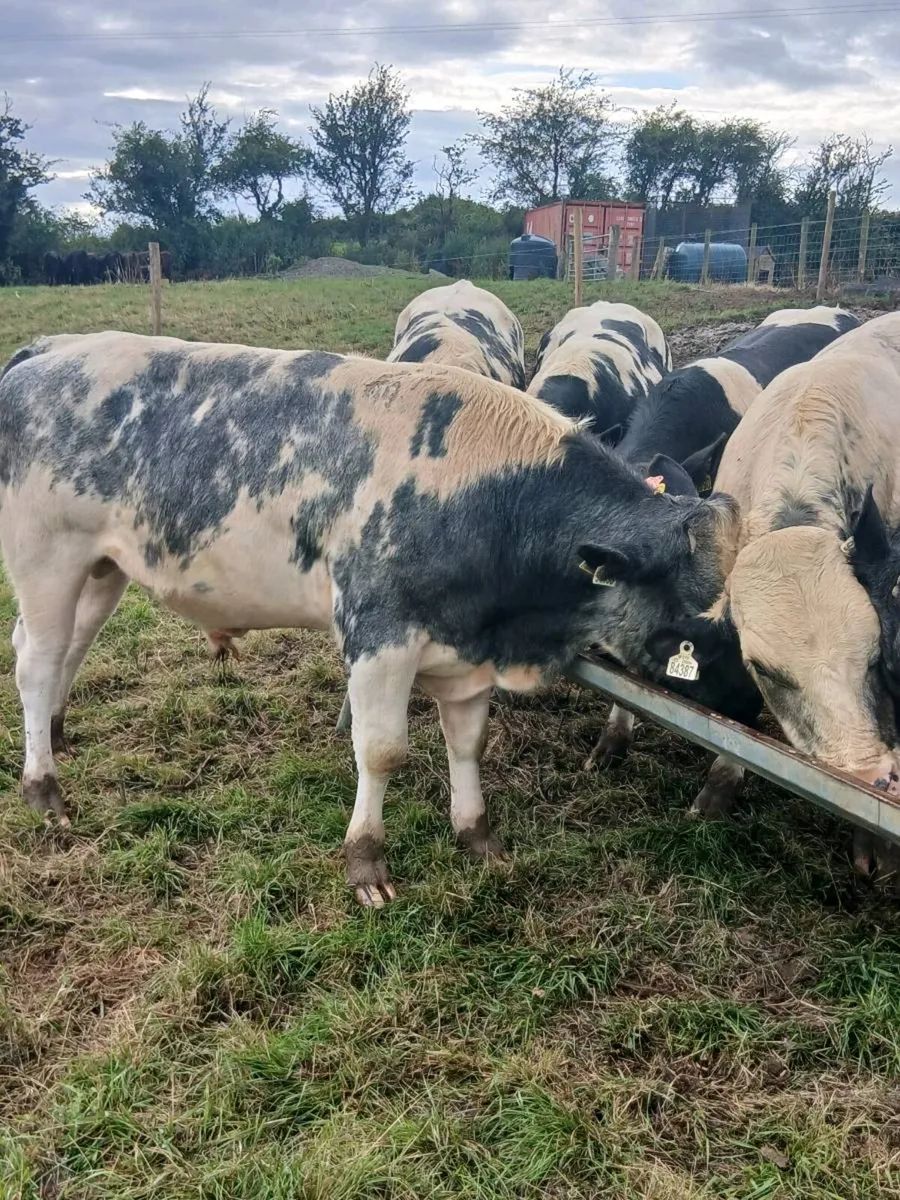 Super U  Grade Belgian Blue Bull - Image 3