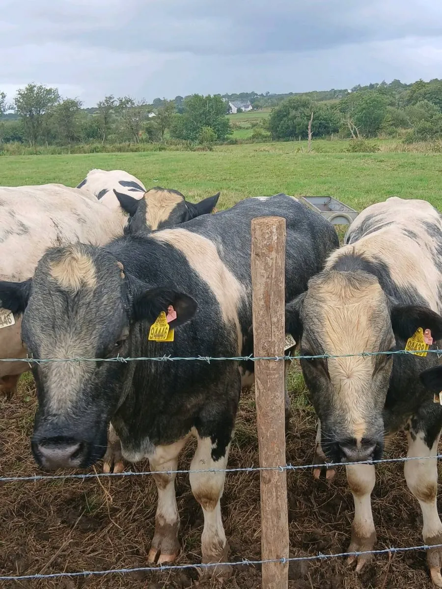 Super U  Grade Belgian Blue Bull - Image 4