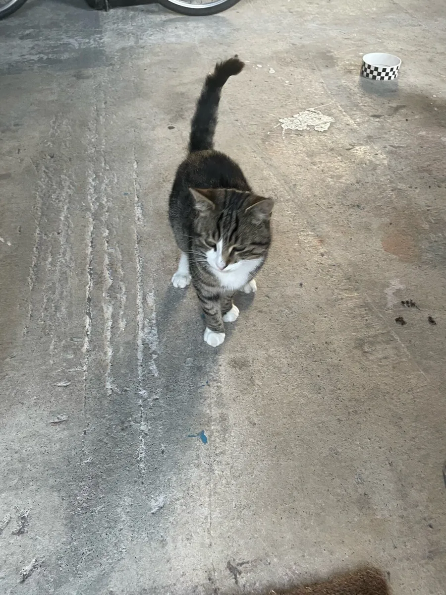 Cat - Image 1