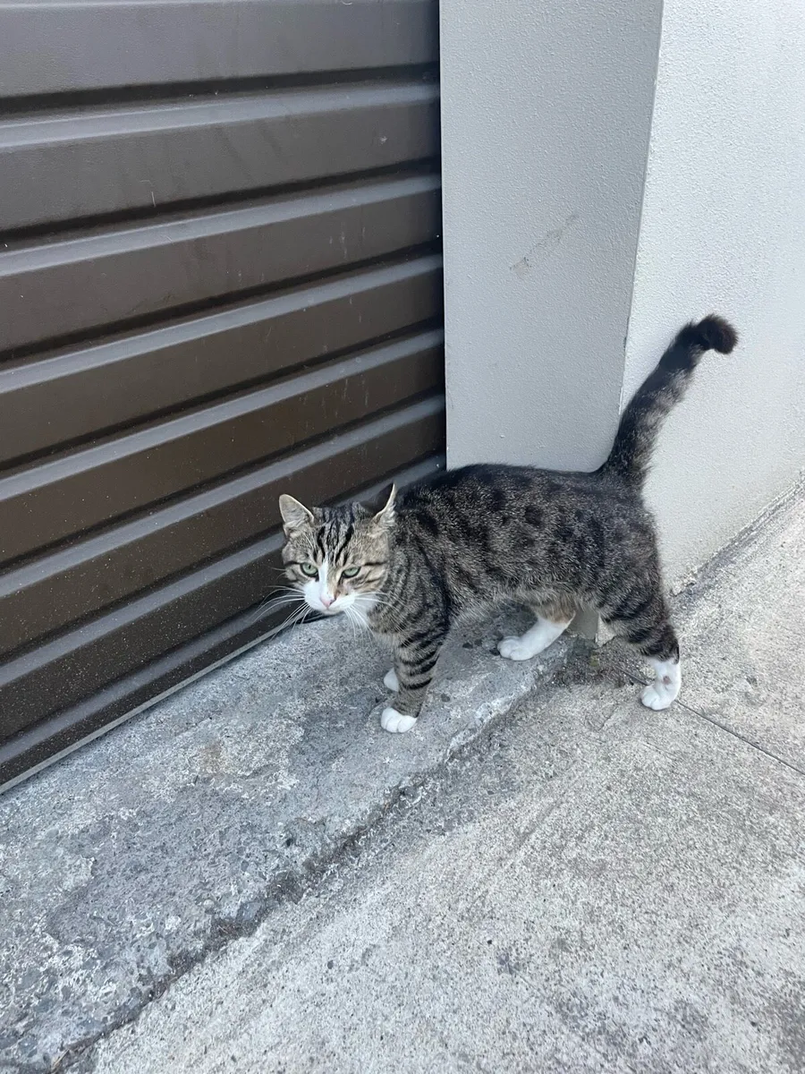 Cat - Image 2