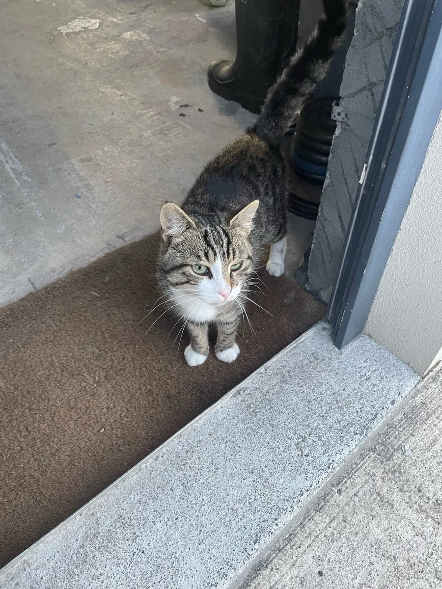 Cat - Image 3