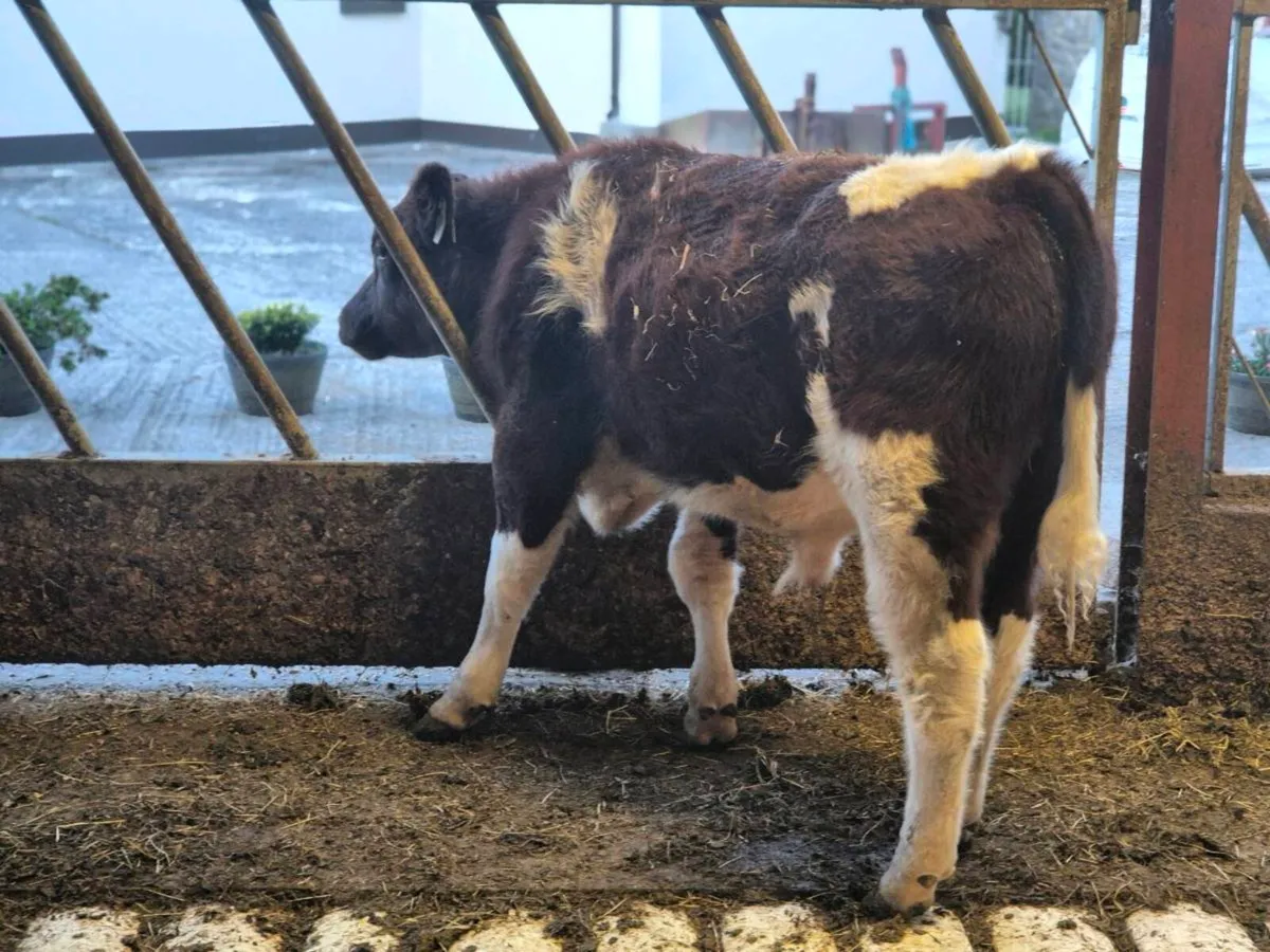 PEDIGREE NON REGISTERED SHORTHORN BULL - Image 1