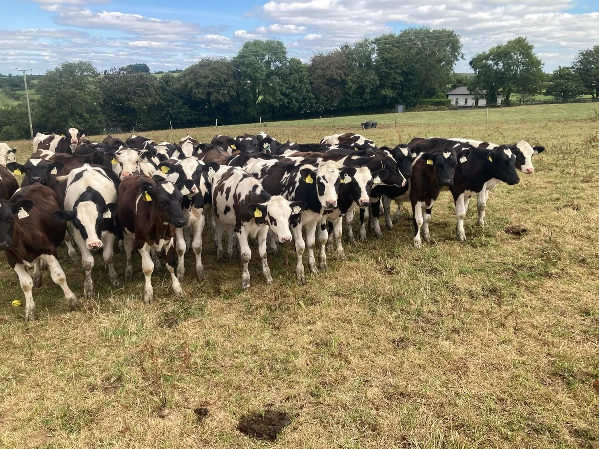 23 FR weanling bulls February/march 26 calves - Image 1
