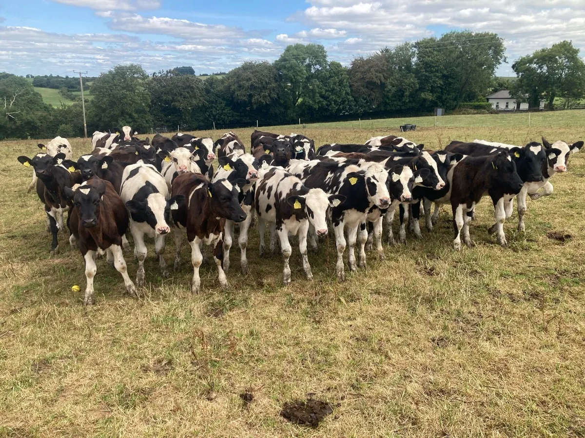 23 FR weanling bulls February/march 26 calves - Image 2