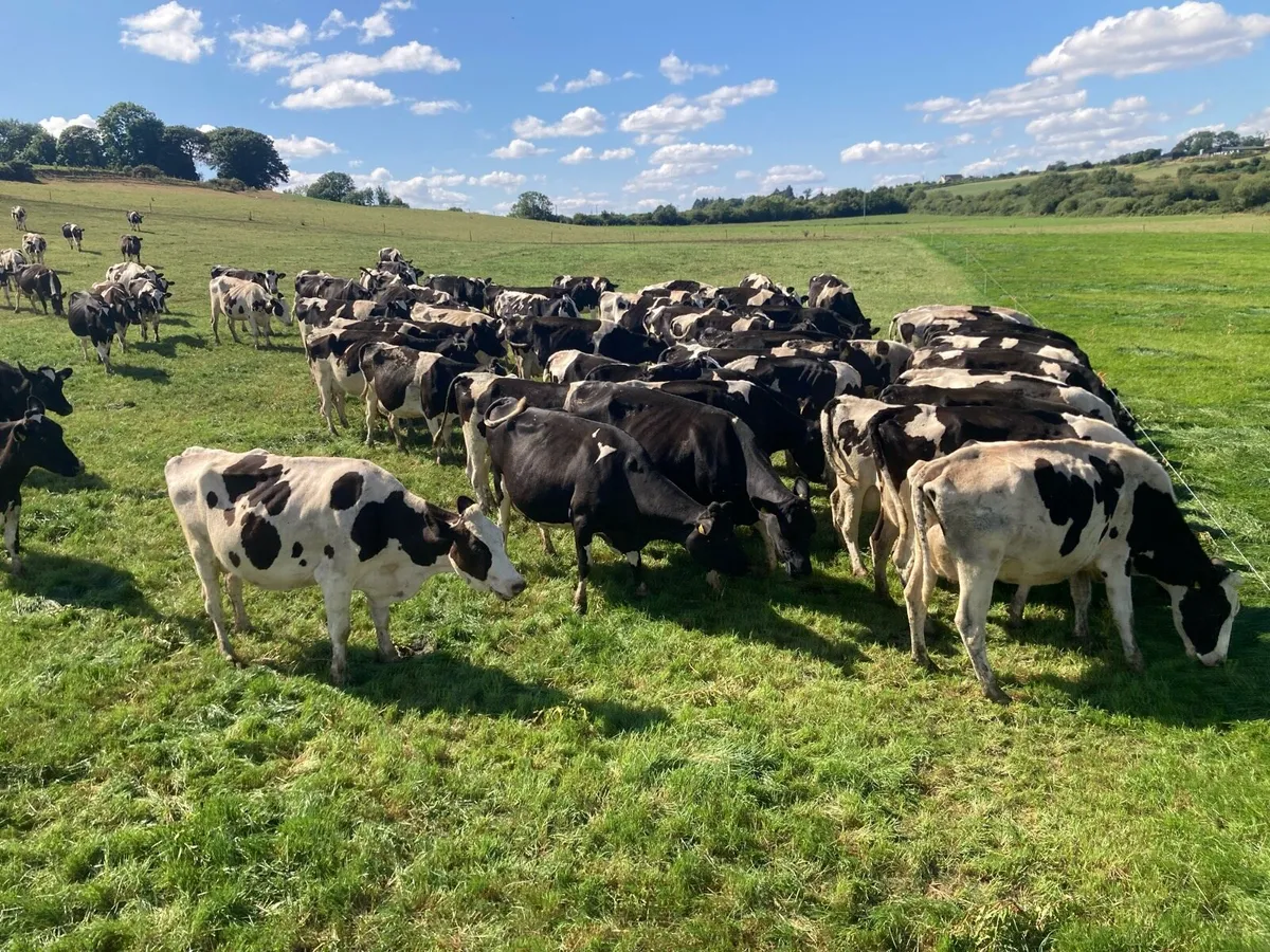 23 FR weanling bulls February/march 26 calves - Image 3