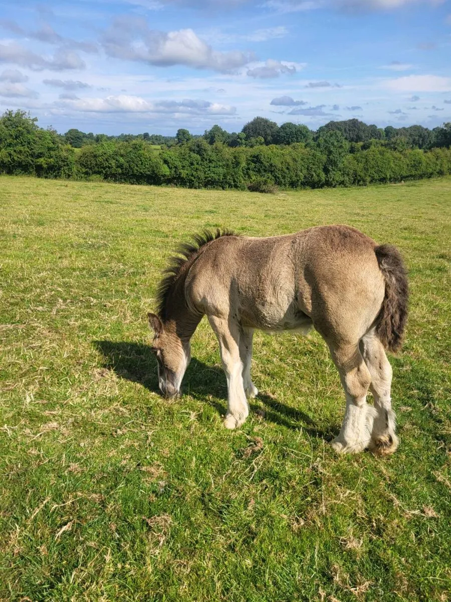 Horses - Image 2