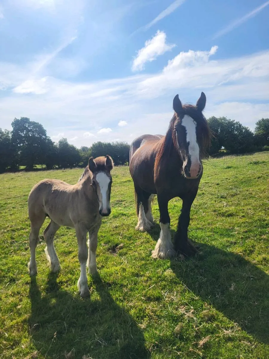 Horses - Image 3