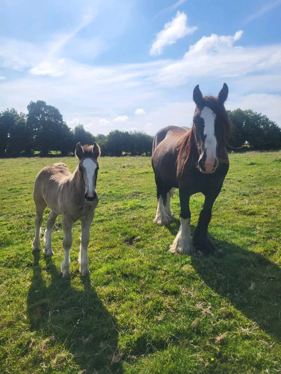 Horses - Image 4
