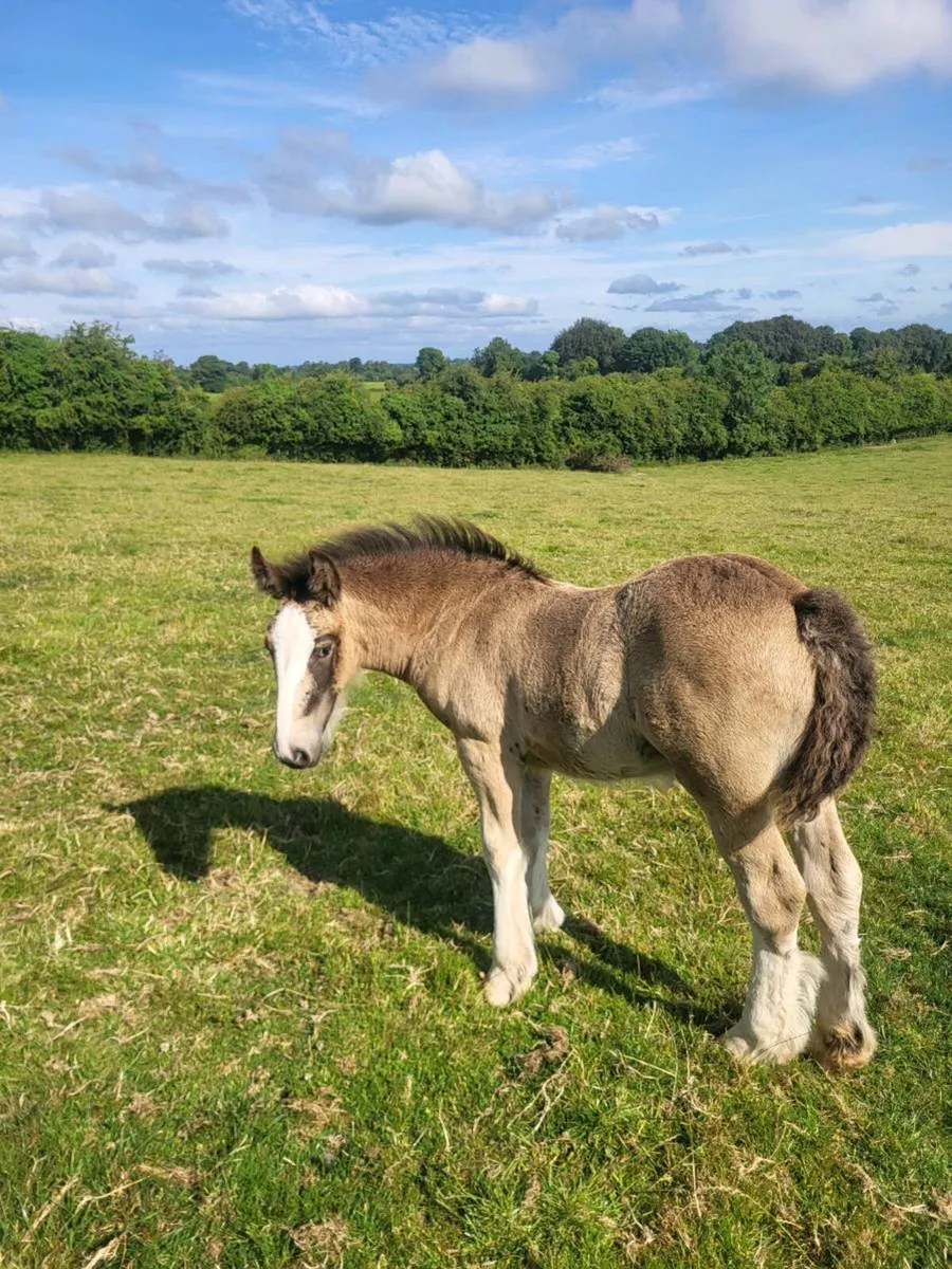 Horses - Image 1