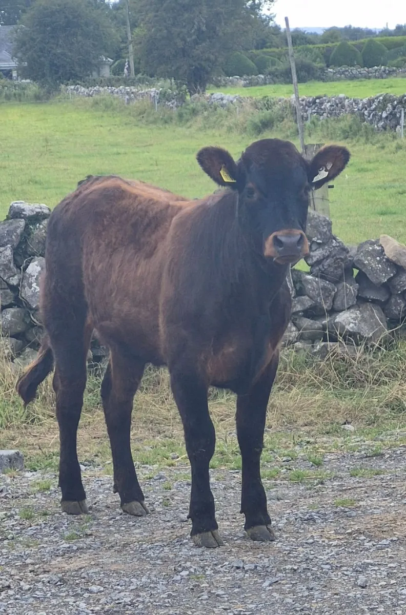 Heifer - Image 2