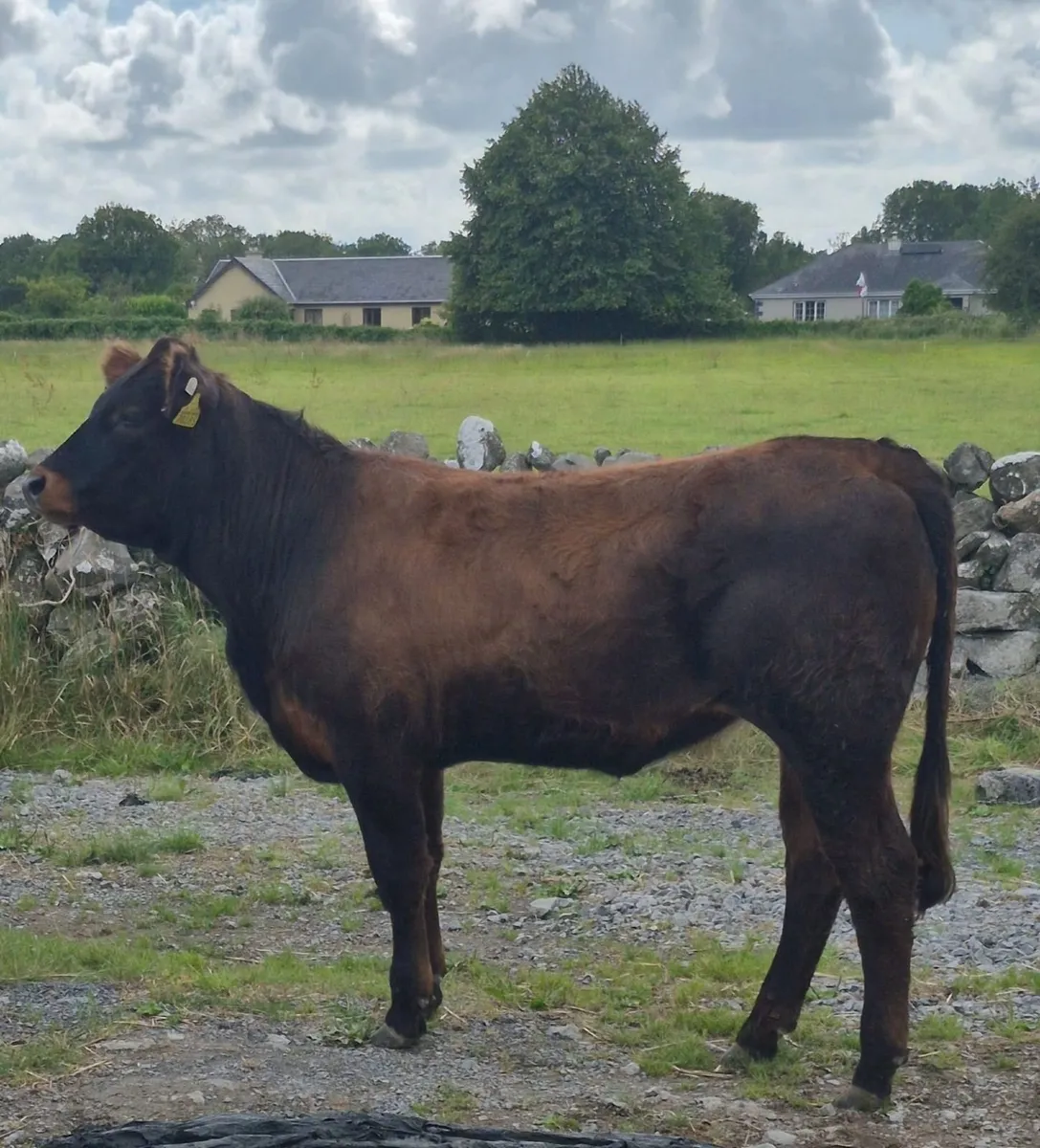 Heifer - Image 3