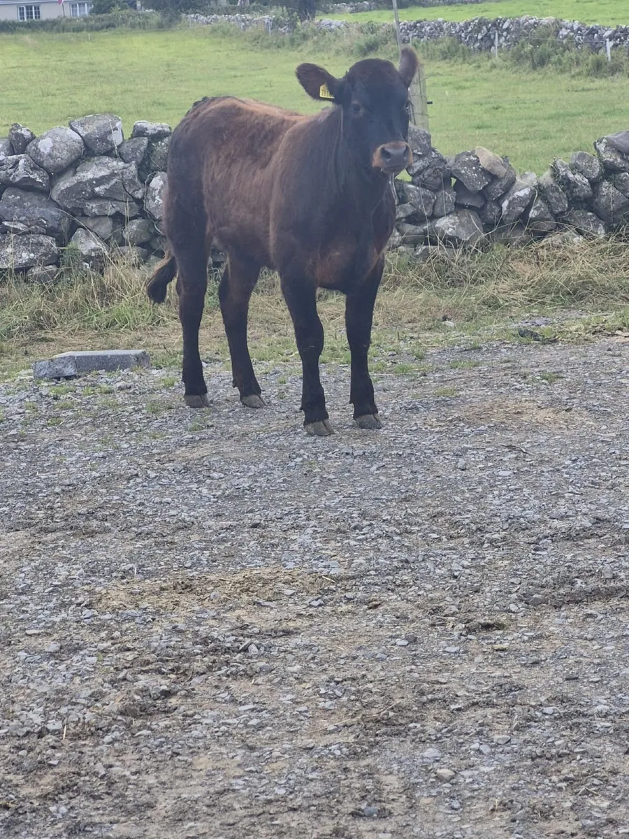 Heifer - Image 4