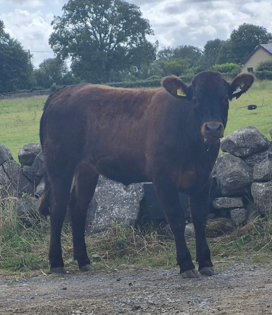 Heifer - Image 1