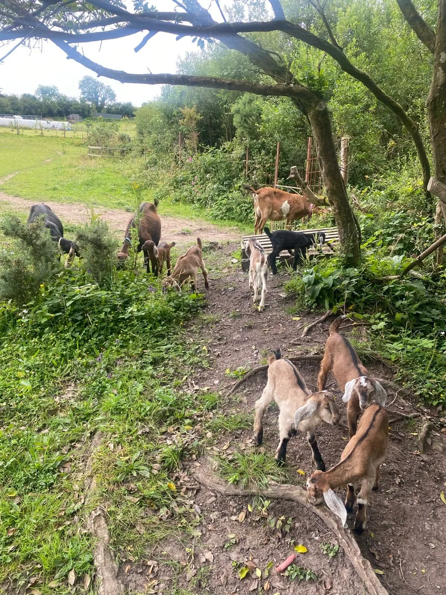 NUBIAN DAIRY GOAT HERD 3 does 7kids - Image 4